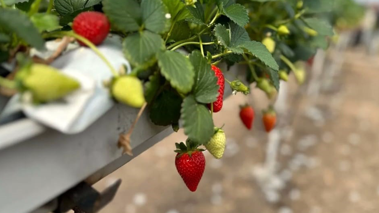  LEK YET T R C L E gzt AD 